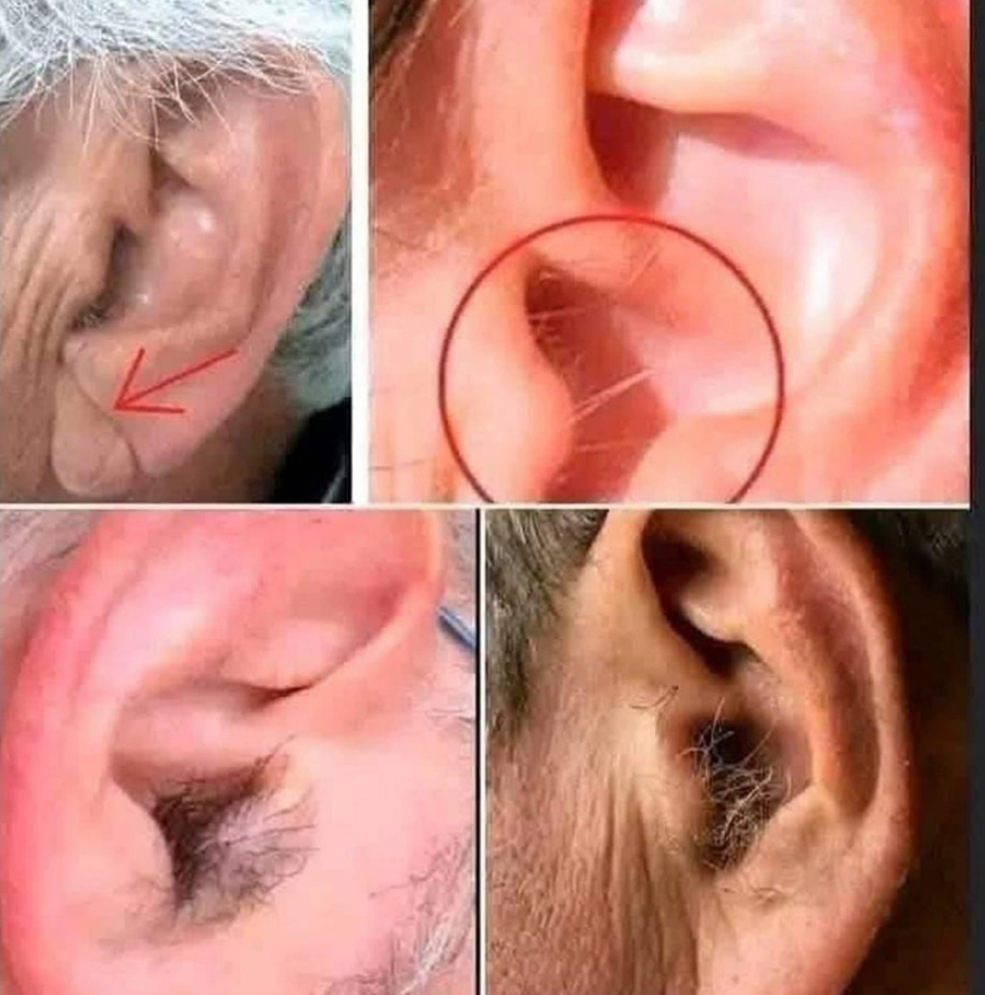DID YOU KNOW that if hair grows on your ears, it’s because your body is…See more